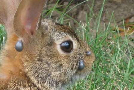 Обробка кліток для кролів. Як правильно обробляти своїми руками. Відео та фото