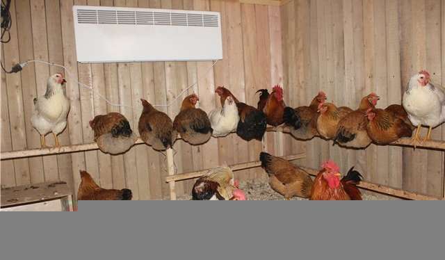 Розведення курей в домашніх умовах. Фото, відео та корисні поради.