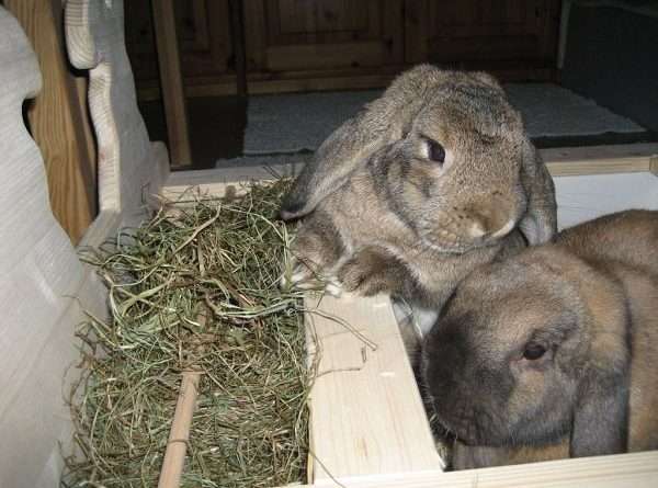 Як зробити сінник для кролів своїми руками? Фото та відео | Кролівництво
