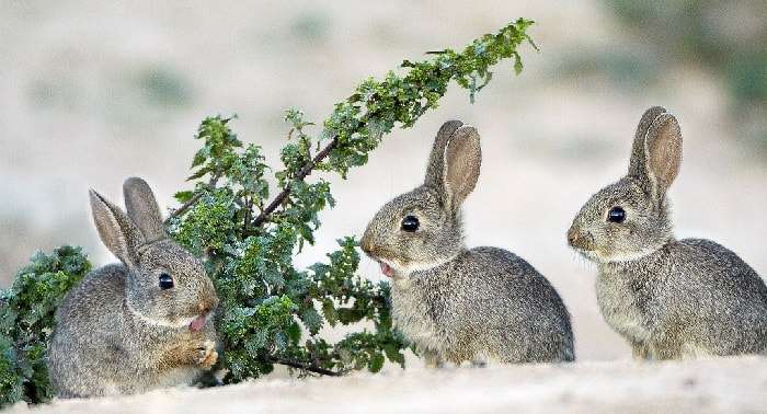 Розведення кролів взимку на вулиці. Фото та відео кролятників зимою в домашніх умовах
