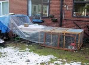 Розведення кролів на вулиці взимку: цінні поради для початківців.