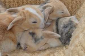 Коли проводити відсадження кроленят від кролиці, щоб їм не нашкодити