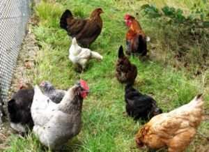 поради з розведення курей