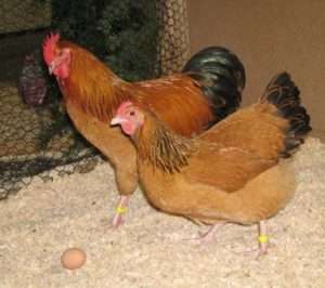 розведення курей початківцями