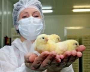 чим годувати птицю