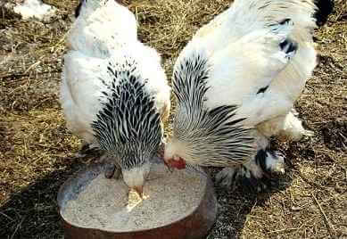 Рецепт приготування комбікорму для бройлерів в домашніх умовах своїми руками