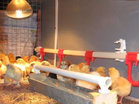 Як зробити пластикові поїлки для курей своїми руками - відео-інструкція виготовлення