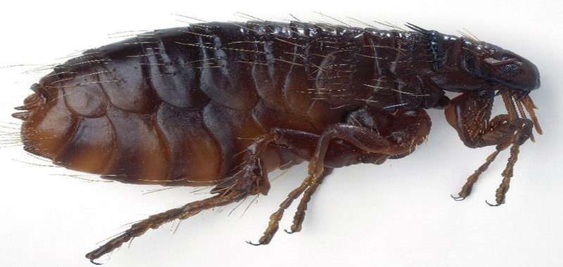 Блохи у курей і в курнику - як від них позбутися