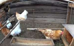 Голодування курей - як запобігти та як лікувати