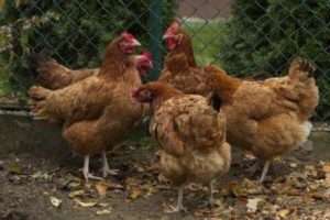 Чому кури не хочуть їсти