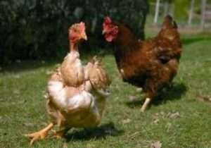 Головні ознаки та симптоми голодування курей