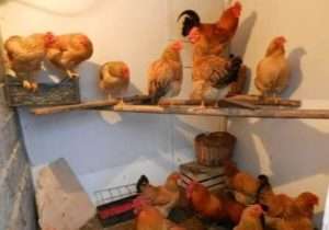 Чим небезпечне голодування курей