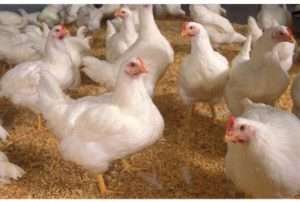 Як відновити апетит у курей