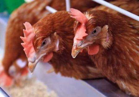 Голодування курей - що робити, якщо кури стали погано їсти