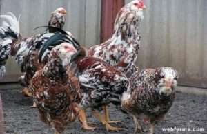 Породи курей: орловська
