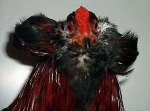 Породи курей: араукана