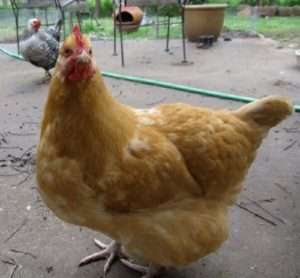 Ожиріння у курей несучок - як визначити і що робити?