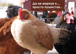 Чим небезпечне ожиріння у курей несучок