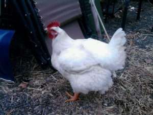 Як виявити ожиріння у курей