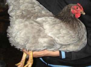 Причини ожиріння у курей несучок