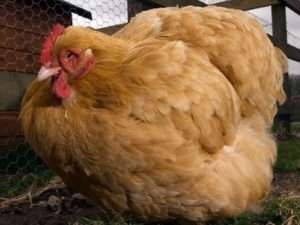 Лікування ожиріння у курей несучок