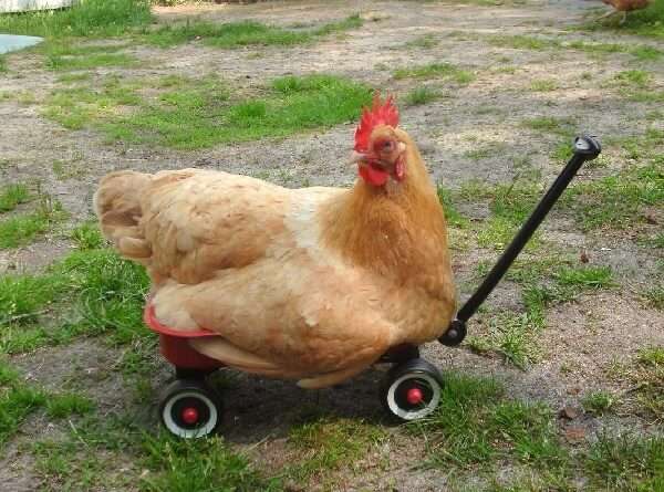 Ожиріння у курей несучок - як виявити і лікувати