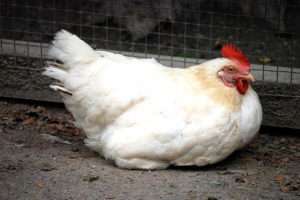 Профілактика ожиріння у курей