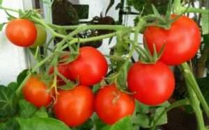 Технологія і агротехніка вирощування помідорів (томатів) у відкритому грунті на городі та теплиці