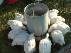 Ніпельний варіант поїлки для курей