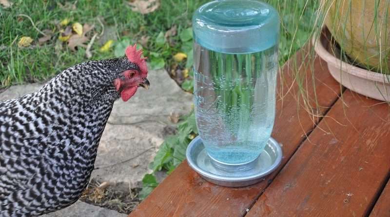 Поїлки для курей своїми руками: види з описом і характеристиками