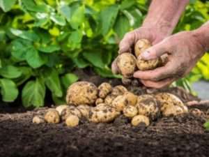 Добрива для картоплі — чим удобрювати картоплю при посадці для найкращого врожаю