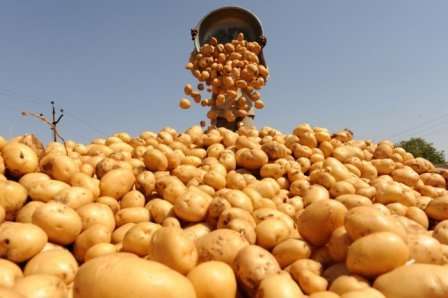 Як та чим удобрювати картоплю для найкращого врожаю - добрива для підживлення картоплі