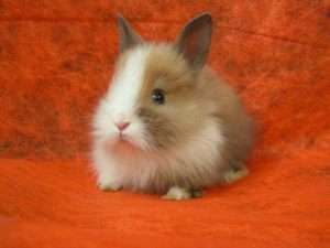 Якими бувають декоративні кролики і для чого їх розводять