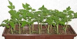 Посівний календар городника на березень 2022 - посадка помідорів та перцю 