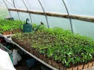 Коли садити помідори та перець в березні за місячним календарем