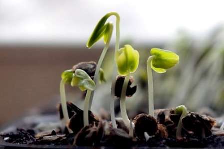 Сприятливі дні для посадки помідорів і перцю в березні за посівним каландарем в 2021 році