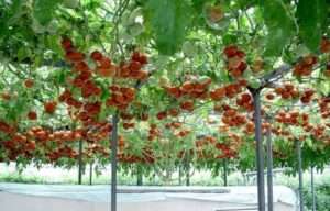 Найкращі індетермінантні сорти помідорів для відкритого грунту в Україні