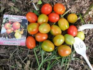 Червона Шапочка