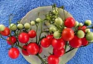 Рожевий кварц