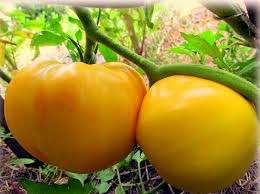 Гігант лимонний