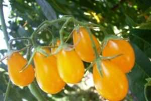 Медова крапля