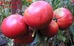 Дика троянда