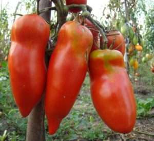 Яскраво-червоний Мустанг