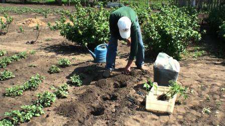 Як та коли садити помідори (томати) у відкритий ґрунт за місячним календарем