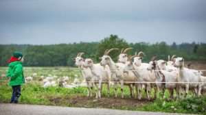 Як організувати козячу ферму