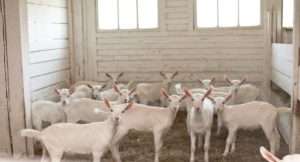 Розробляємо план організації козячої ферми