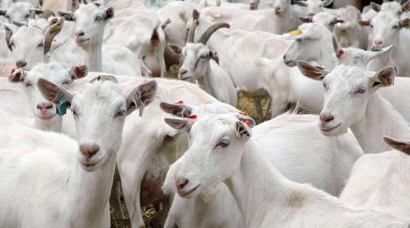 Козяча ферма у власному сільському господарстві