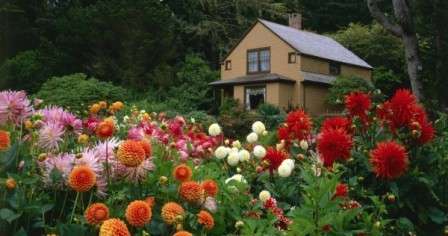 Які квіти посадити на клумбі, щоб цвіли все літо - фото багаторічних та однорічних квітів з описом