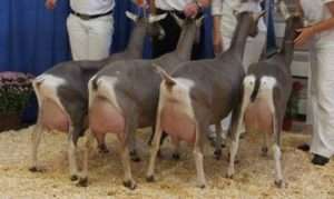 Заанентальські кози без запаху