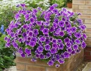 Посадка петунії на розсаду за місячним календарем в 2022 році